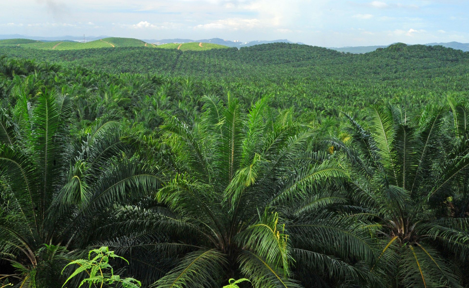 louisP Exports Palm Oil